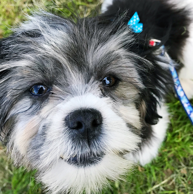 Balanced Diets for Puppies: Macronutrient Ratios